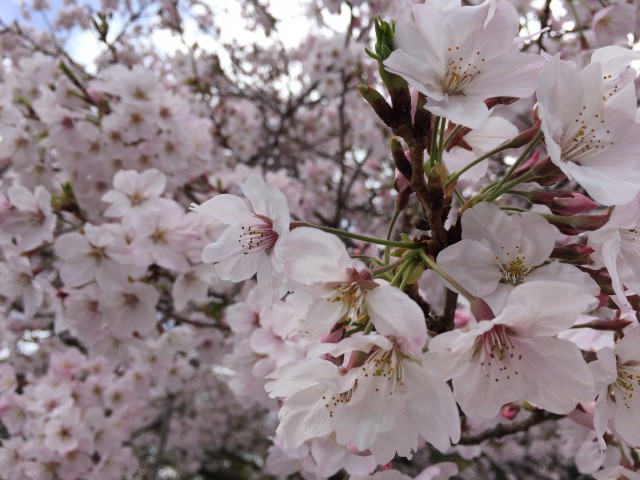 桜満開 お花見へgo 南紀白浜 体験型テーマパーク 白浜エネルギーランド エネラン