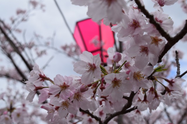 桜満開 お花見へgo 南紀白浜 体験型テーマパーク 白浜エネルギーランド エネラン